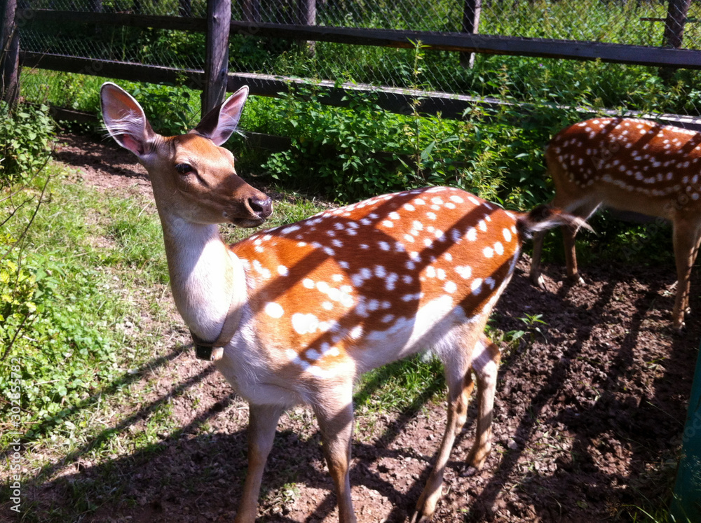 Fototapeta premium Sika deer is in the aviary. Keeping animals in the zoo. 