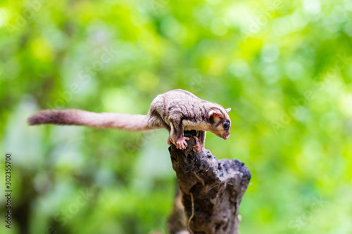 Sugar Gliders in Indonesia