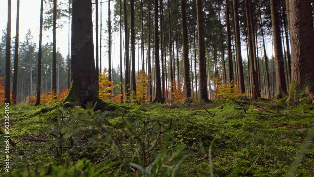 Herbstmoment im Wald - in bodennähe