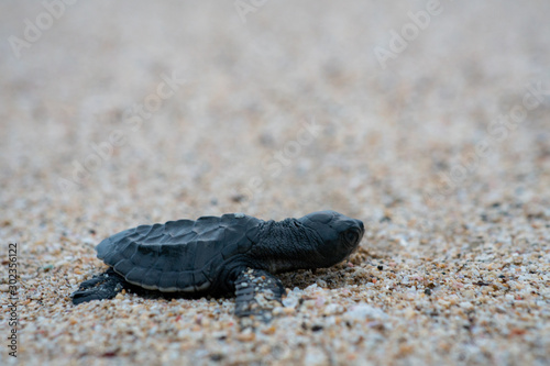 Release Young Sea Turtle © Anom Harya