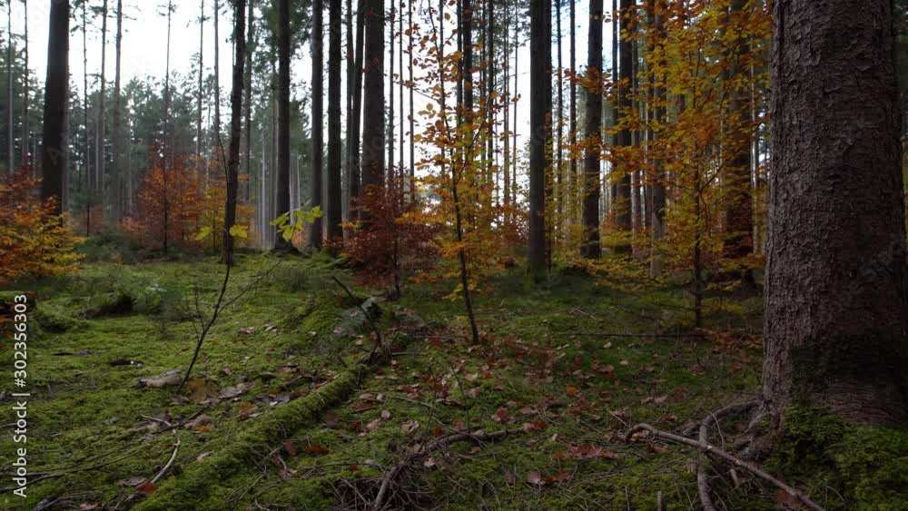Herbstmoment im Wald - Wippen Blätter im moosigen Wald