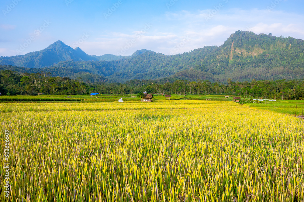 Fototapeta premium Yellow rice field with blue sky and hills as background