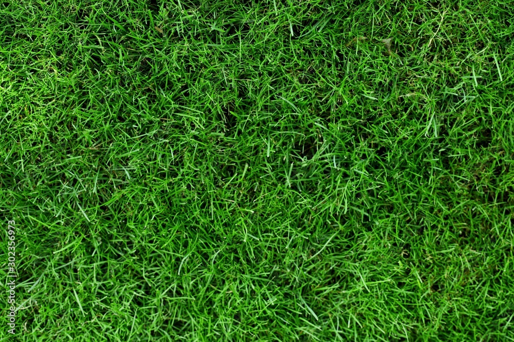 Grass. Grass.