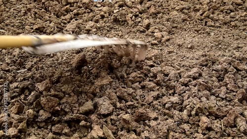 Dry the Cow dung before make the manure