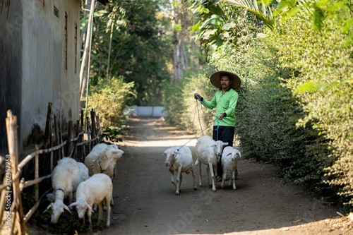 Asian shepherd lead his goats / lambs to field