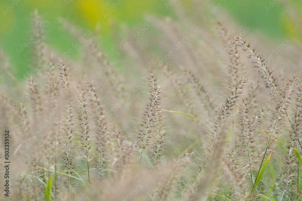 field of wheat field of wheat