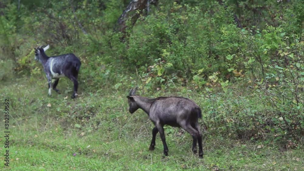 the concept of agricultural culture - goat grazing on a green meadow. small cattle eat grass the concept of agricultural culture - goat grazing on a green meadow. small cattle eat grass