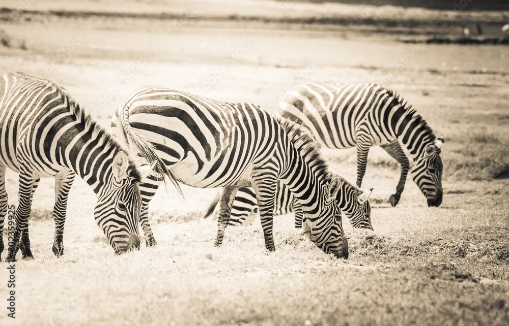 zebra in africa