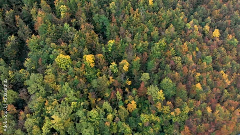 Driving through amazing fall colours during the autumn season in Durmitor National Park Montenegro. Looking straight down on golden trees
