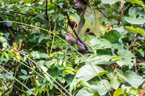 Blue-winged Minla (Formal Name: Minla cyanouroptera) photo