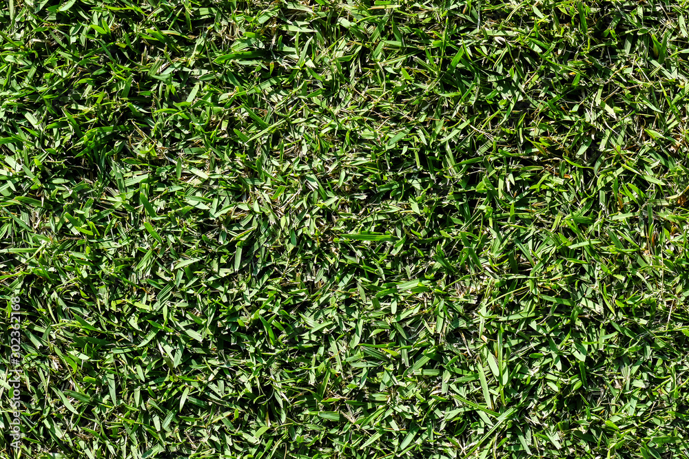 Fototapeta premium Green grass texture from a field