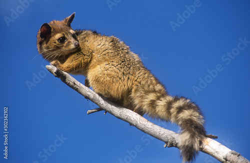 Ringtail