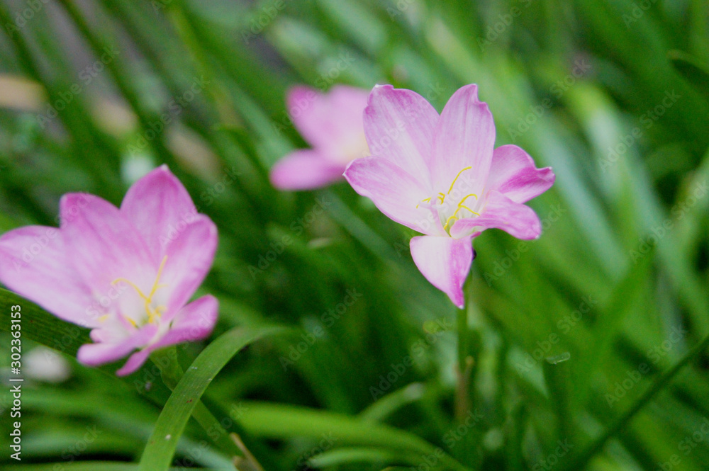 Zephyranthes spp., Amarylieaceae, Zephyranthes, Zephyranthes Lily, Rain Lily ,Fairy Lily, Little Witches. Zephyranthes spp., Amarylieaceae, Zephyranthes, Zephyranthes Lily, Rain Lily ,Fairy Lily, Little Witches.