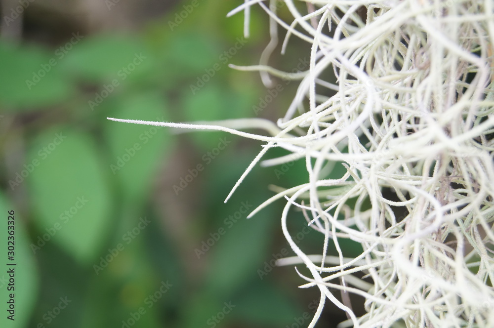 Natural background, Tillandsia usneoides., Spanish moss. Has space to enter text. Natural background, Tillandsia usneoides., Spanish moss. Has space to enter text.