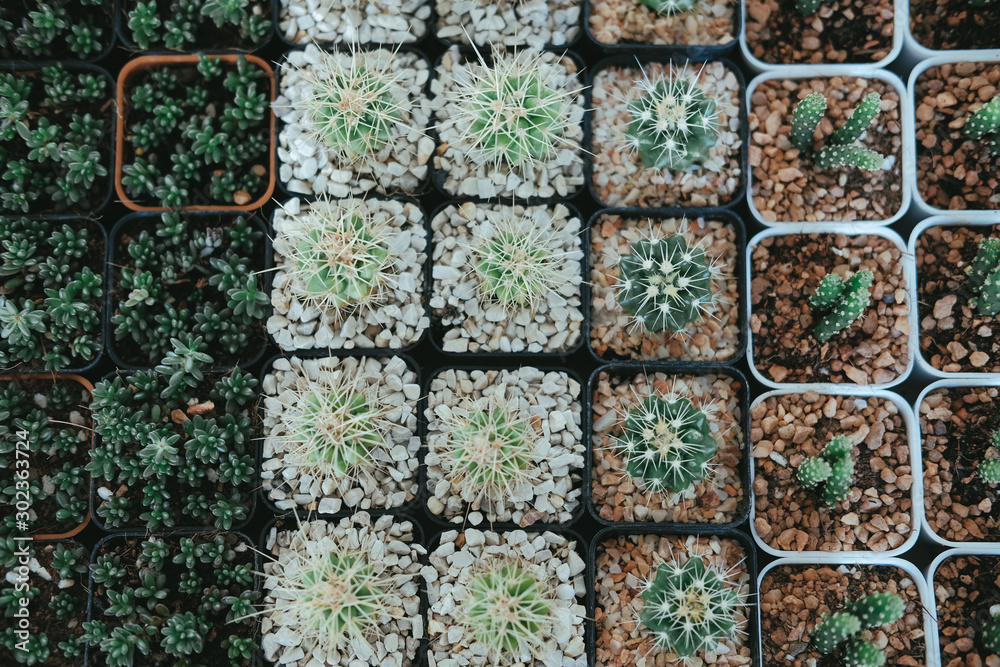 succulent cactus plant in pot decorating on desk succulent cactus plant in pot decorating on desk