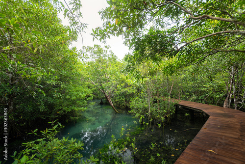 Wood floor with Bridge in the forest in mangrove forest. mangrove forests in Krabi province Thailand