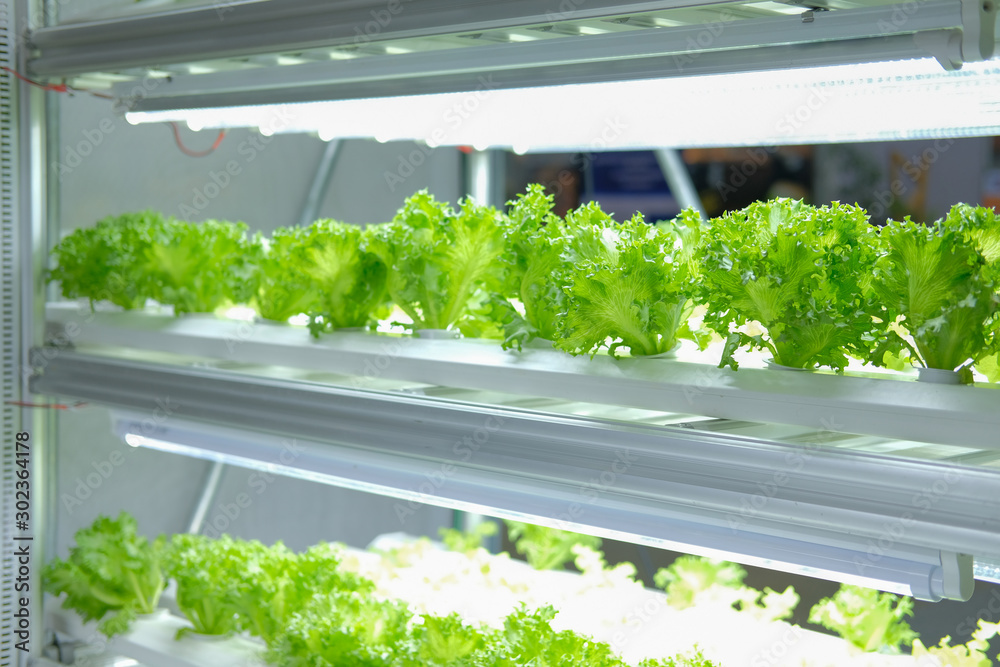 plant growing in smart indoor farm with artificial led light. phyto lamp for seedling & cultivation plant growing in smart indoor farm with artificial led light. phyto lamp for seedling & cultivation