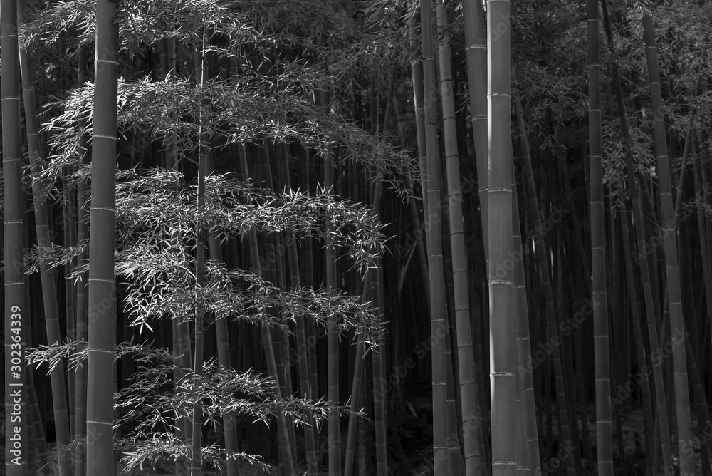 Bamboo forest in Arashiyama, Kyoto, Japan Bamboo forest in Arashiyama, Kyoto, Japan