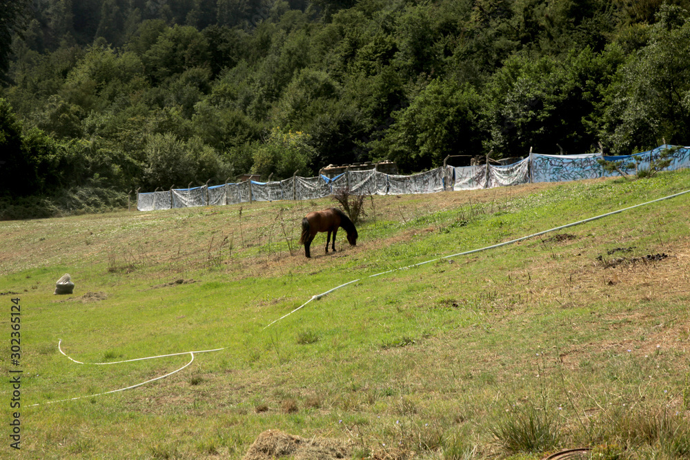 Sunny countryside landscape with horses in the spring Sunny countryside landscape with horses in the spring