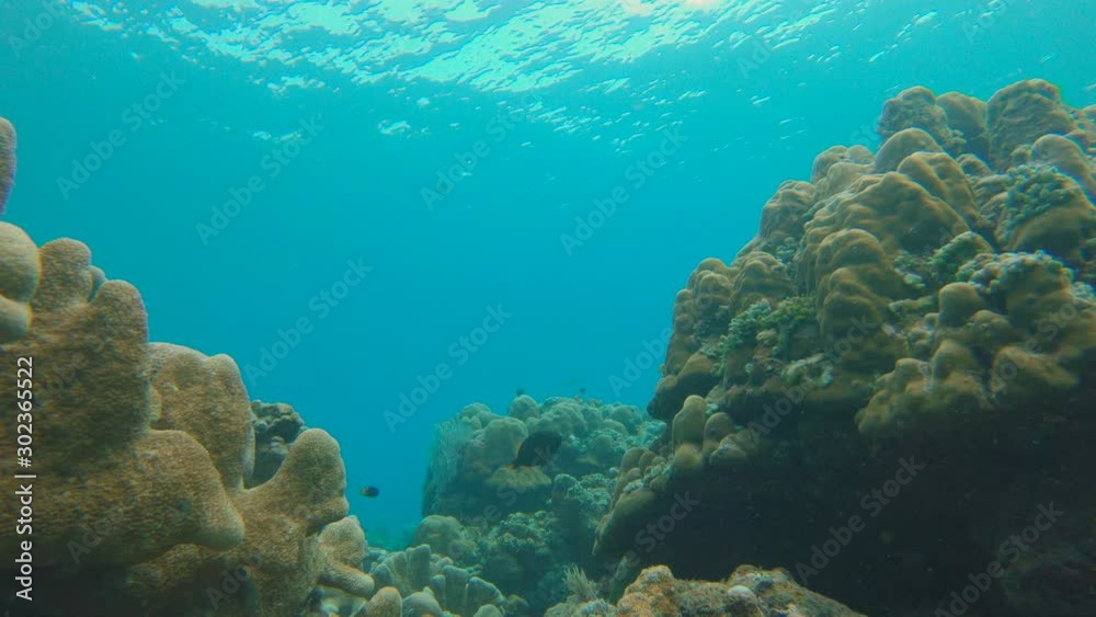 Slowmotion shot of a beautiful coral reef with lots of tropical fishes