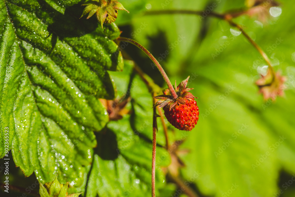 Red ripe wild strawberry on plant in the forest. Selective focus. Shallow depth of field. Red ripe wild strawberry on plant in the forest. Selective focus. Shallow depth of field.