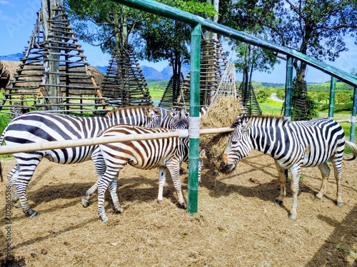 zebra eating grass at zoo