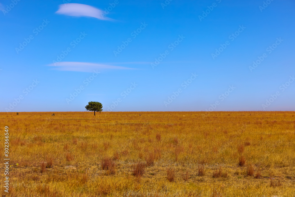 Single tree in the wide open land with blue sky