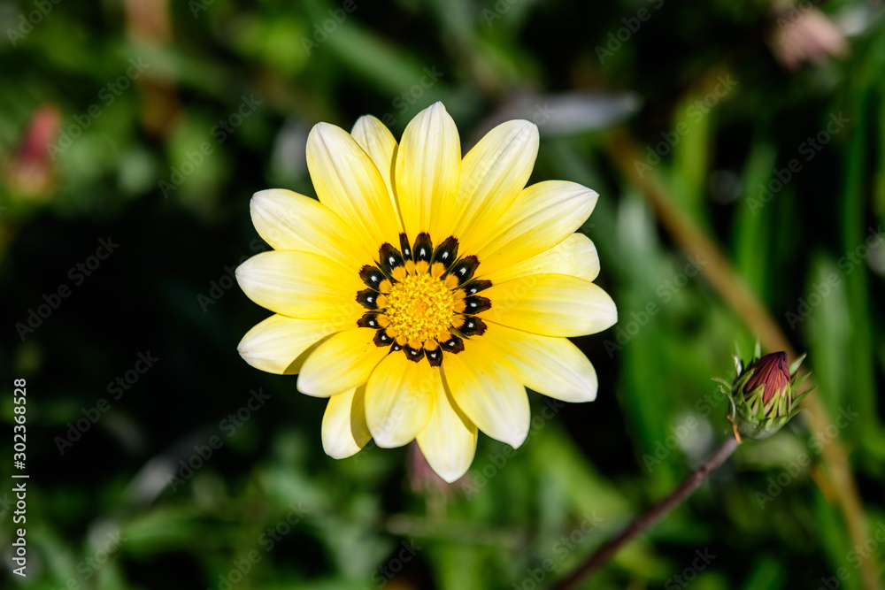 Fototapeta premium One yellow gazania flower and green leaves in soft focus, in a garden in a sunny summer day, top view, close up