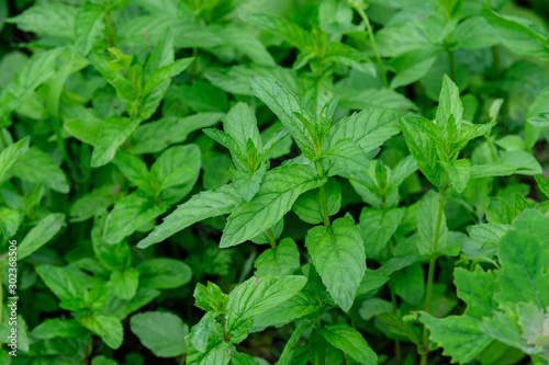 Close up of fresh green mint leaves in direct sunlight, in a summer garden, soft focus
