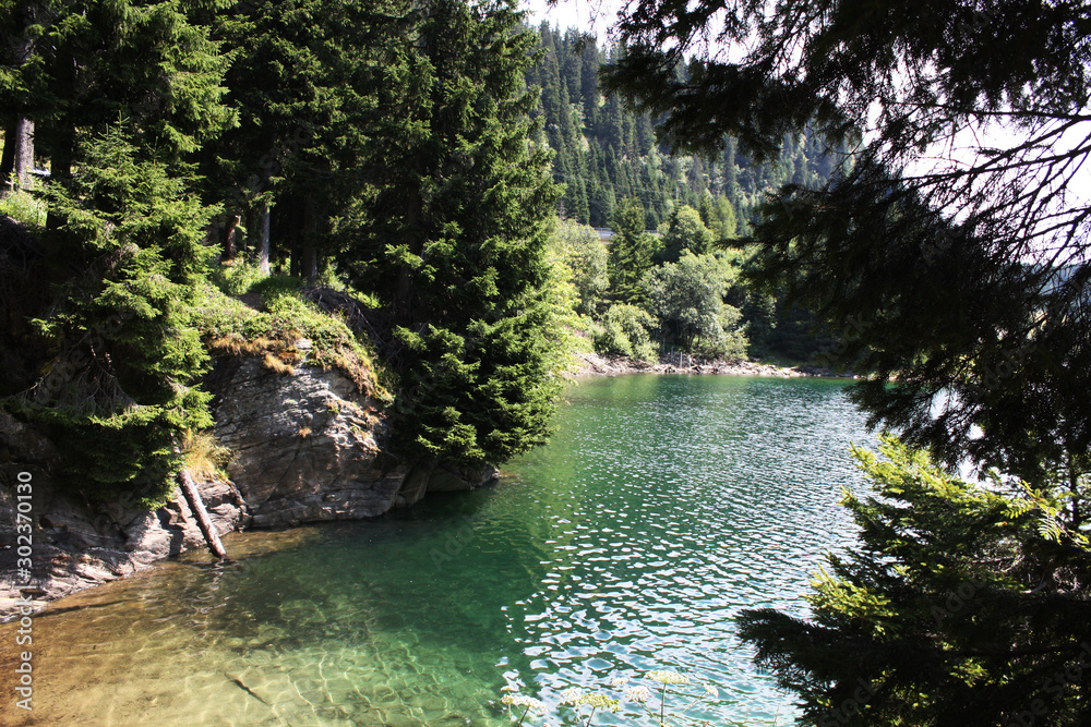 Swiss lake in the spruce forest with fir-tree , Alps. Summer Switzerland.