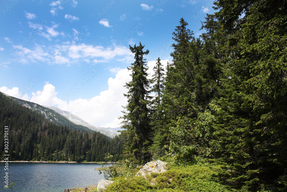 Swiss lake in the spruce forest with fir-tree , Alps. Summer Switzerland.