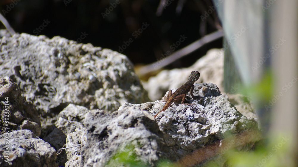 Fototapeta premium lizard on a rock
