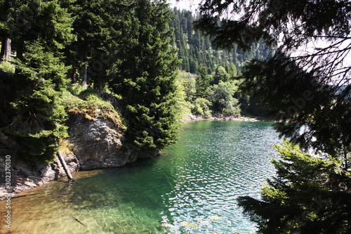 Obraz na płótnie Swiss lake in the spruce forest with fir-tree , Alps. Summer Switzerland. w salonie