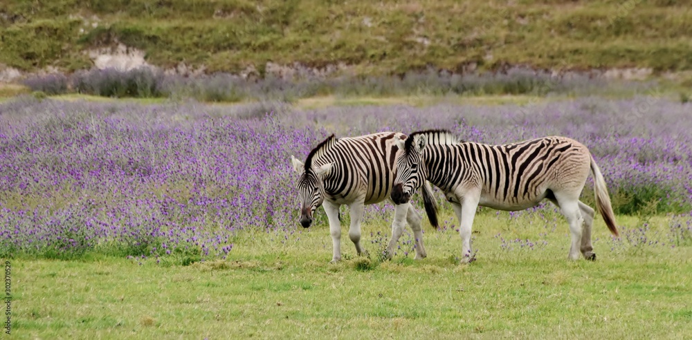 Naklejka premium Close up of Zebras on a meadow with flowering blueweed