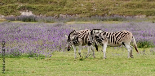 Close up of Zebras on a meadow with flowering blueweed
