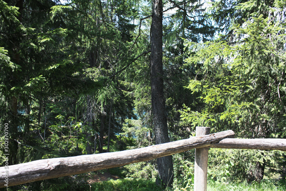 Spruce forest with fir-tree in Alps. Summer Switzerland.