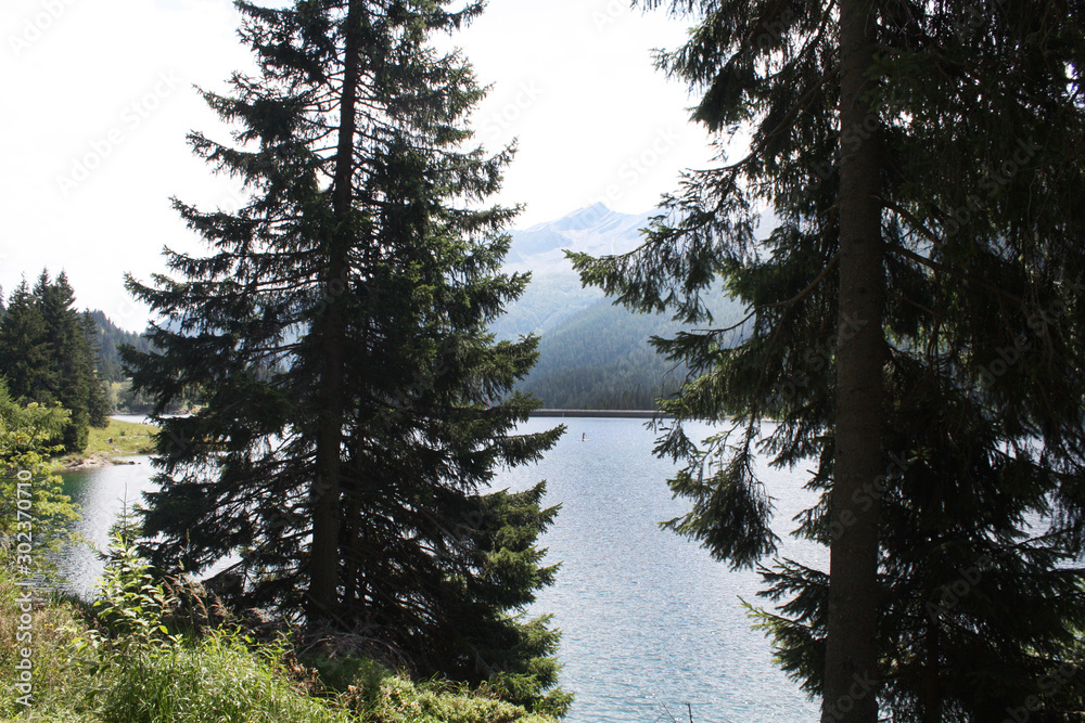 Swiss lake in the spruce forest with fir-tree , Alps. Summer Switzerland.
