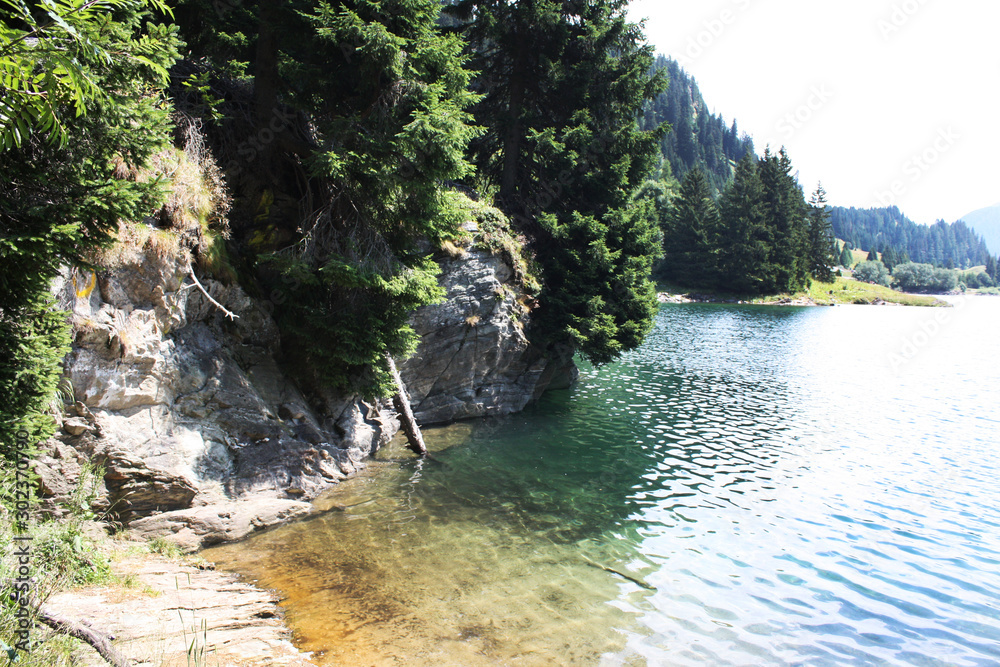 Swiss lake in the spruce forest with fir-tree , Alps. Summer Switzerland.
