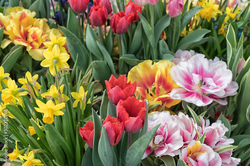 Yellow daffodils and rhicolor tulips on a sunny day, close-up.