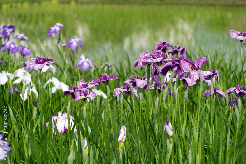 紫色の菖蒲　アヤメ