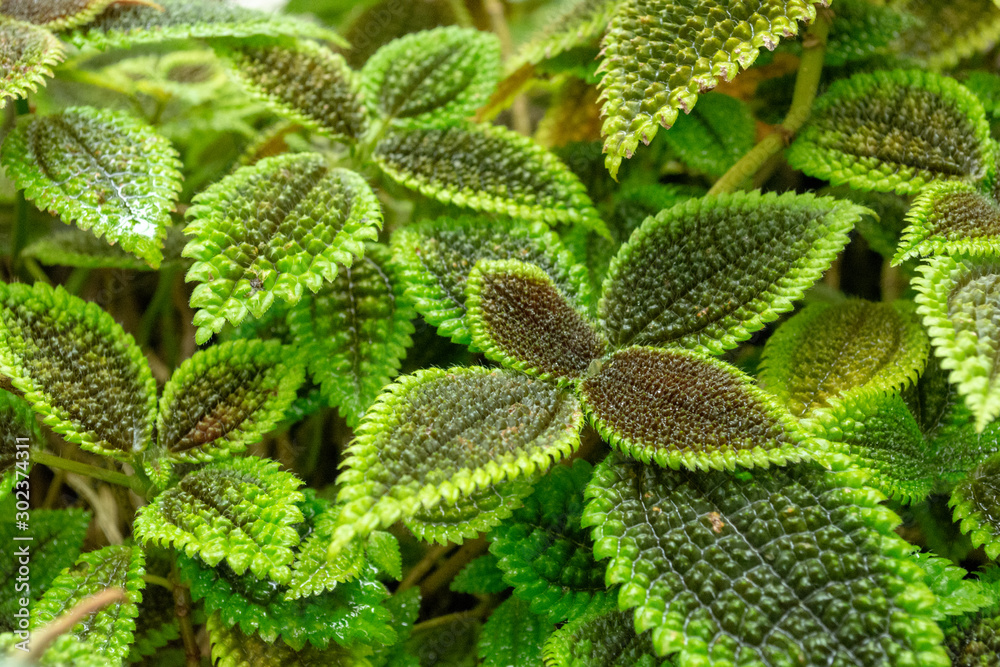 観葉植物 ピレア Stock Photo Adobe Stock 観葉植物 ピレア Stock Photo Adobe Stock