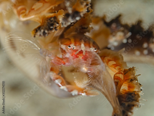 OLYMPUS DIGITAL CAMERAHaig`s Porcelain Crab, Porzellankrabbe geht unter (Porcellanella haigae)