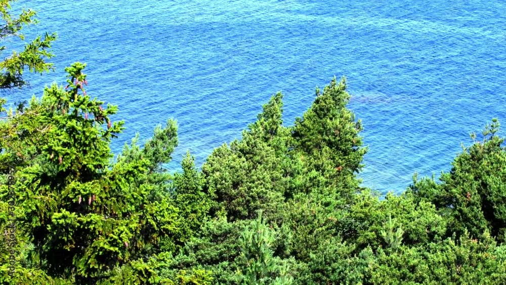 Woodland with spruce right next to the Baltic Sea Woodland with spruce right next to the Baltic Sea