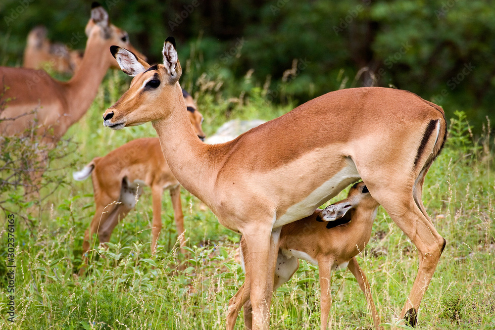 Impala with a young, Kruger national park Impala with a young, Kruger national park