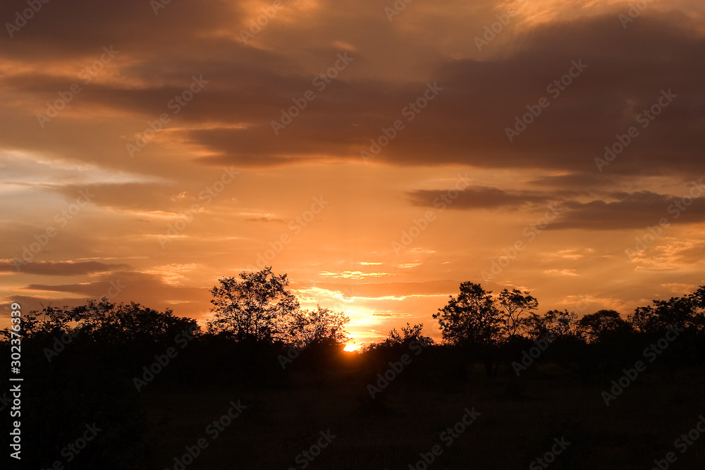 Red sunset in savanna, Kruger national park