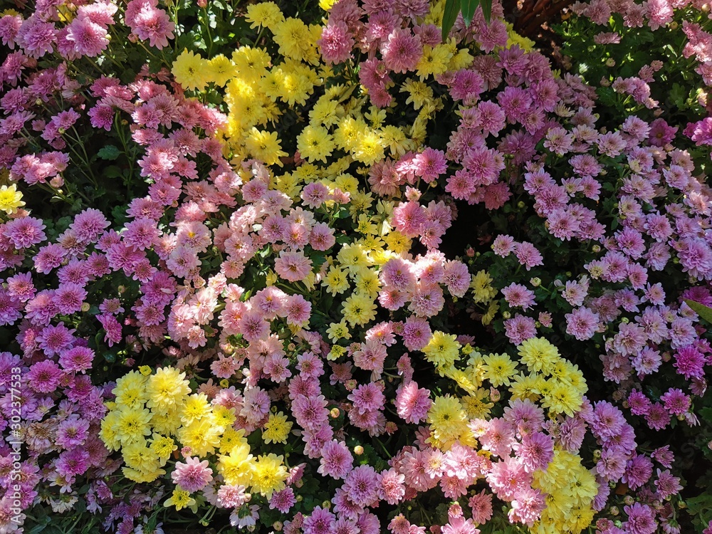 Obraz premium The background image of the colorful flowers in the garden...