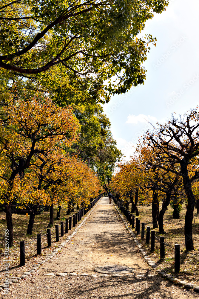 Plum tree promenade in Osaka-jo castle Plum tree promenade in Osaka-jo castle