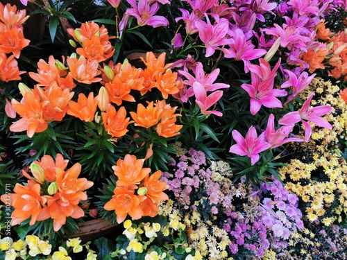 The background image of the colorful flowers in the garden... © Tubon