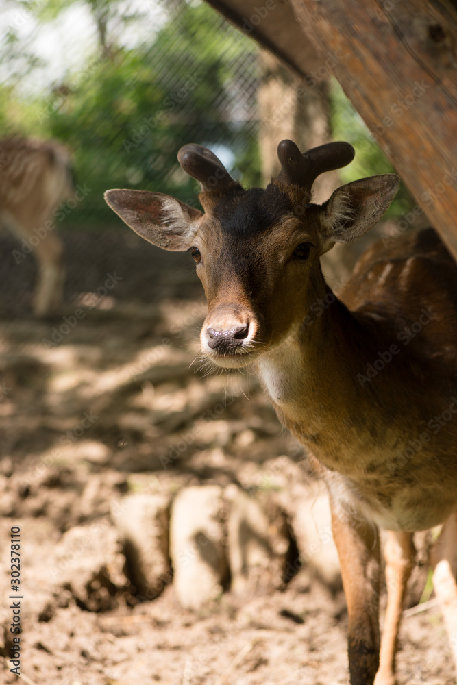 portrait of a deer. deer in the meadow.