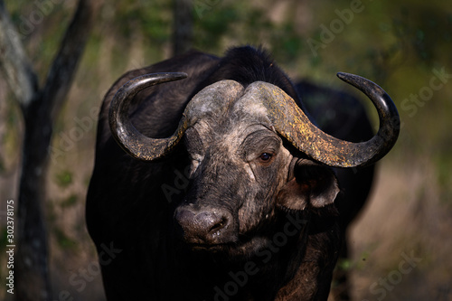 Lone African buffalo standing in dense growth illuminated by the sunrise rays of light